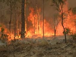 bushfire